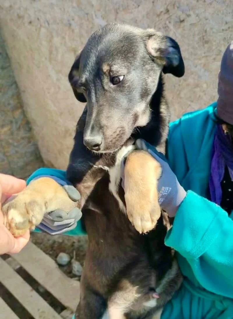 LIO, male young Mixed Breed for adoption at Happy Dogs Forever, happy dogs forever