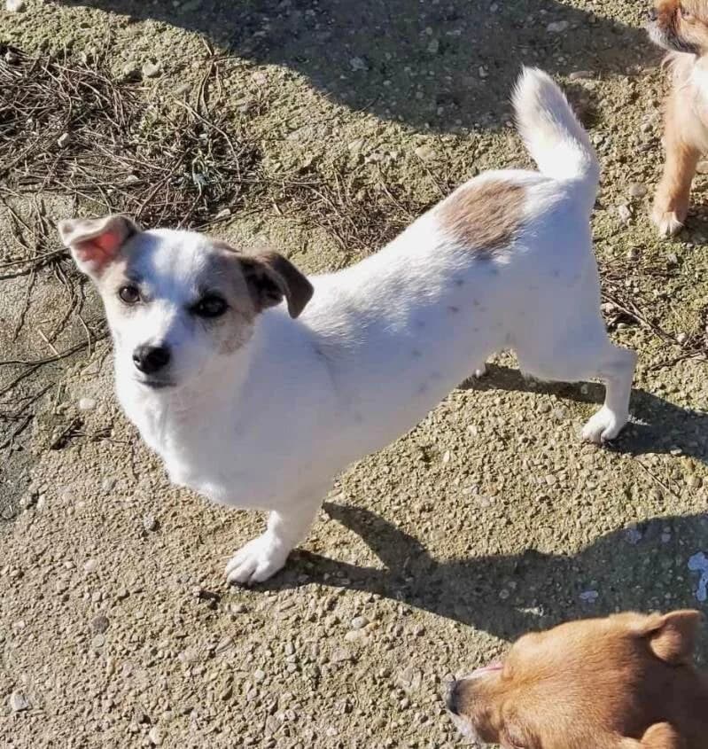 PUFY, female 5yo Mixed Breed for adoption at Happy Dogs Forever, happy dogs forever