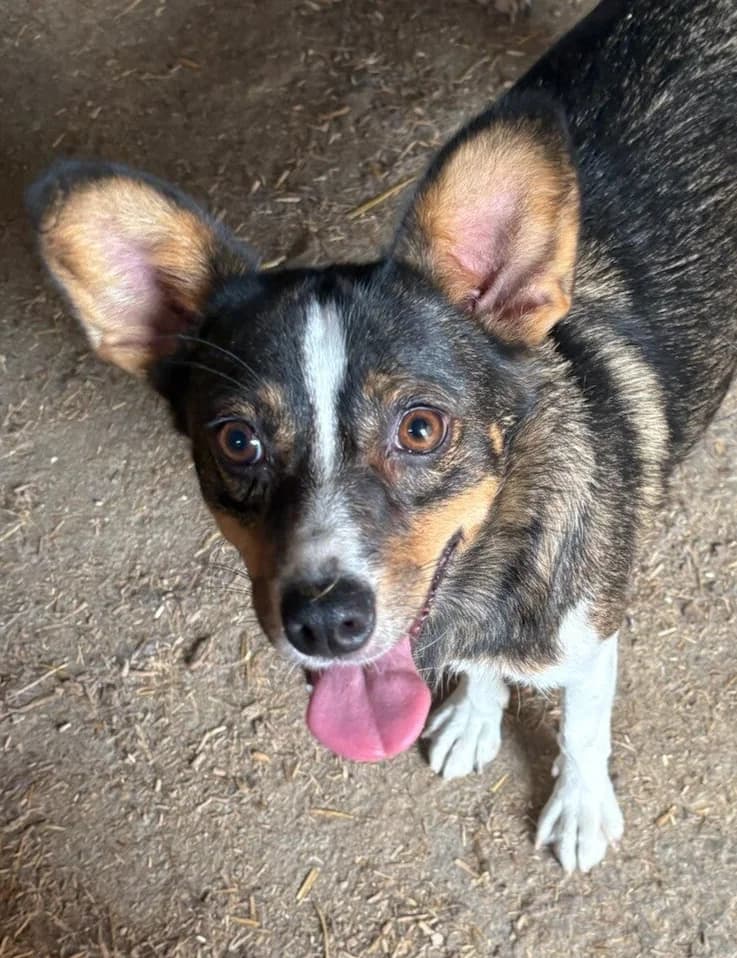 TINY, female 3yo Mixed Breed for adoption at Happy Dogs Forever, happy dogs forever