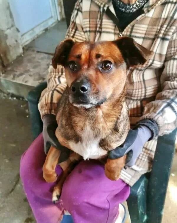 ROSIE, female 3yo Mixed Breed for adoption at Happy Dogs Forever, happy dogs forever
