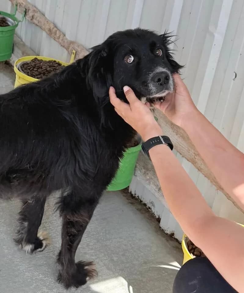 FLORA, puppy Mixed Breed for adoption at Happy Dogs Forever, happy dogs forever