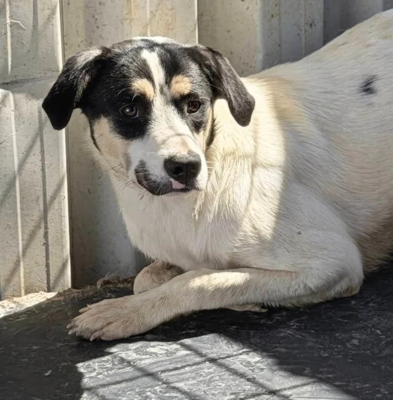 LOUVE, female young Mixed Breed for adoption at Happy Dogs Forever, happy dogs forever