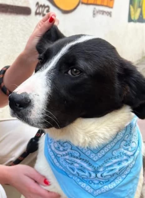 ORÉO, male Mixed Breed for adoption at Happy Dogs Forever, happy dogs forever
