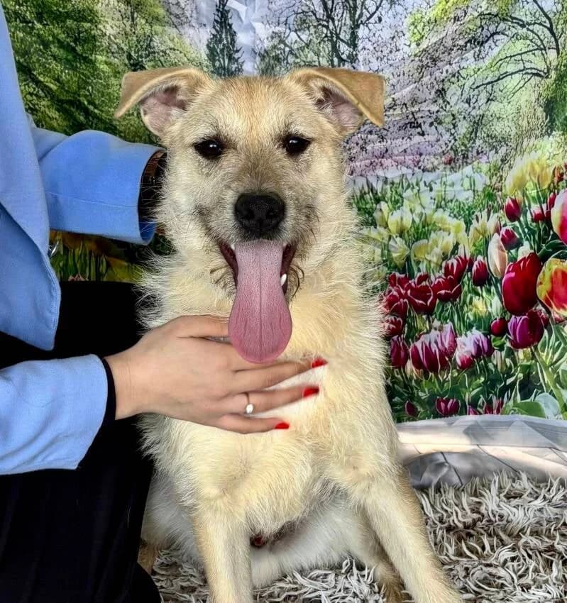NÉO, male Mixed Breed for adoption at Happy Dogs Forever, happy dogs forever
