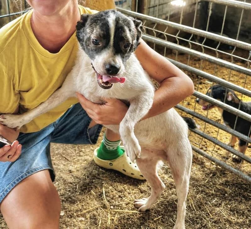 TACOS, male Mixed Breed for adoption at Happy Dogs Forever, happy dogs forever
