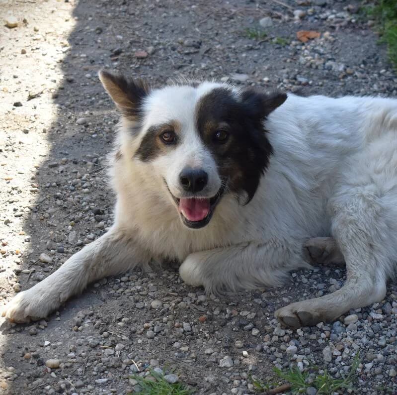 TITOU, Mixed Breed for adoption at Happy Dogs Forever, happy dogs forever