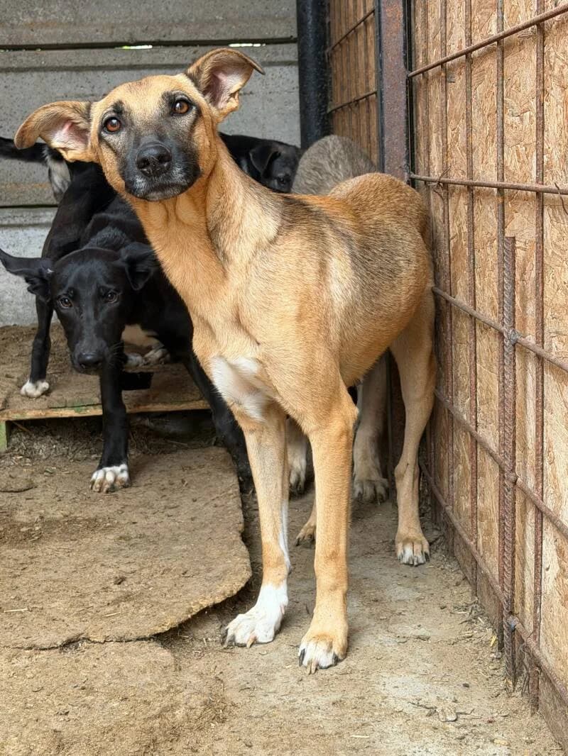 DELINE, puppy Mixed Breed for adoption at Happy Dogs Forever, happy dogs forever