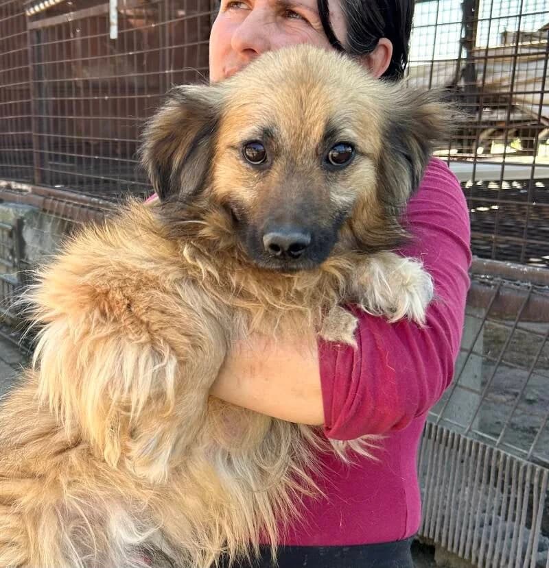HUNTER, male Mixed Breed for adoption at Happy Dogs Forever, happy dogs forever