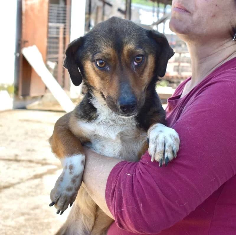 ORION, male Mixed Breed for adoption at Happy Dogs Forever, happy dogs forever