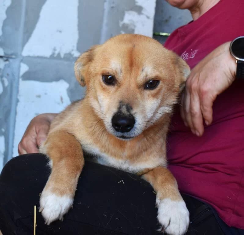 BOUBOULE, male Mixed Breed for adoption at Happy Dogs Forever, happy dogs forever