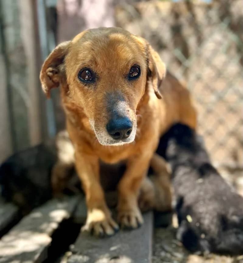 AMANDE, female 7yo Mixed Breed for adoption at Happy Dogs Forever, happy dogs forever