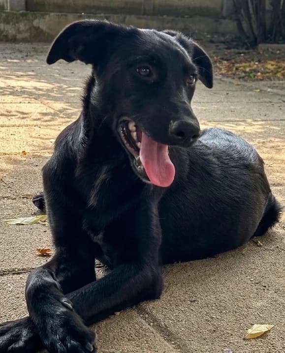 STORMY, male puppy Mixed Breed for adoption at Happy Dogs Forever, happy dogs forever