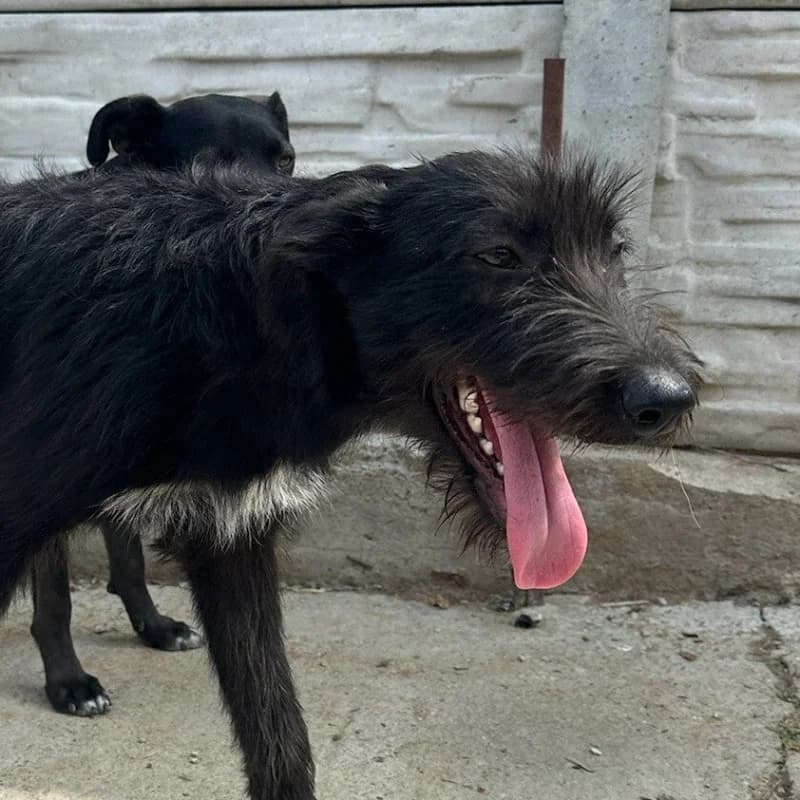 DORY, female puppy Mixed Breed for adoption at Happy Dogs Forever, happy dogs forever