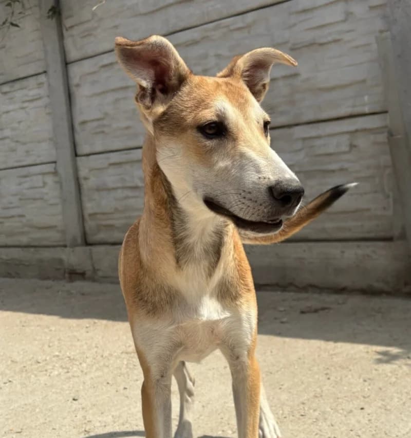 DREAM, male puppy Mixed Breed for adoption at Happy Dogs Forever, happy dogs forever