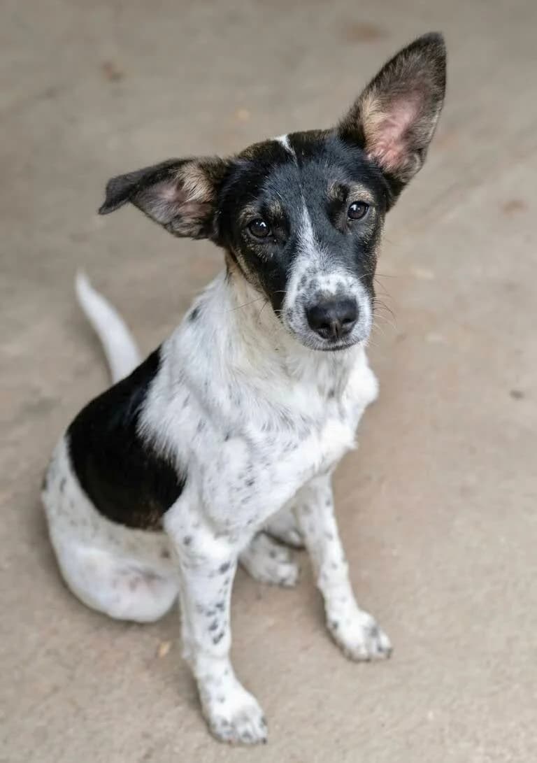 ISIA, female puppy Mixed Breed for adoption at Happy Dogs Forever, happy dogs forever