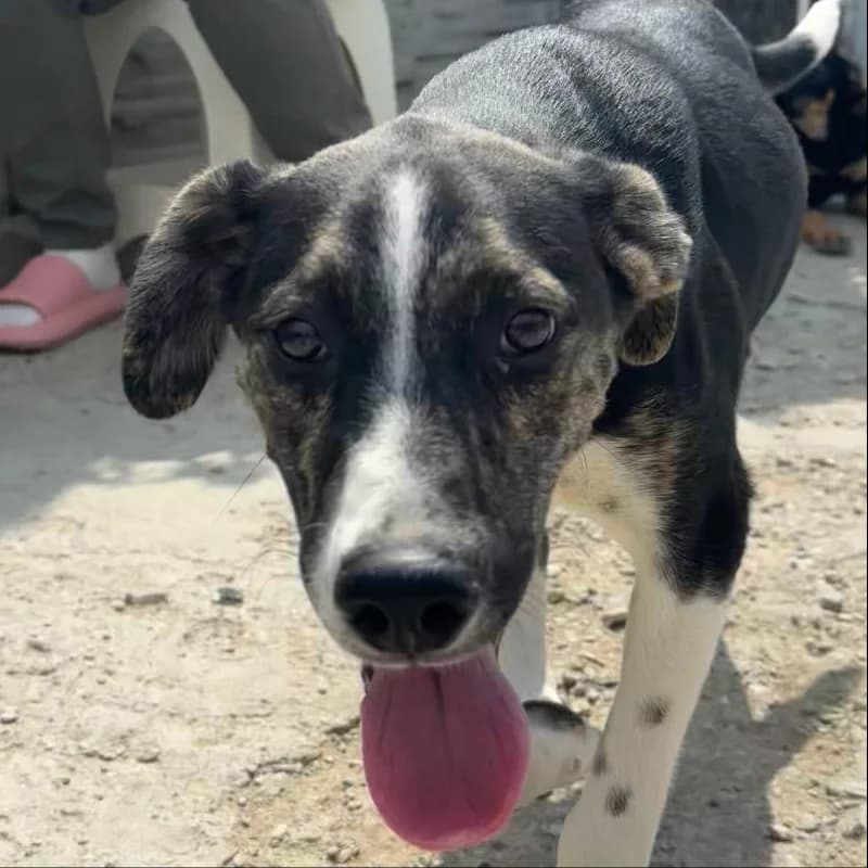 SOJA, male puppy Mixed Breed for adoption at Happy Dogs Forever, happy dogs forever