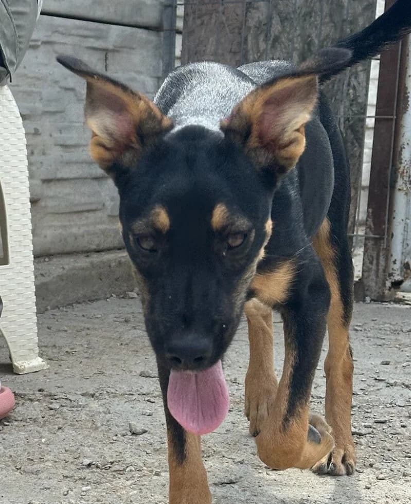 SANKA, male puppy Mixed Breed for adoption at Happy Dogs Forever, happy dogs forever