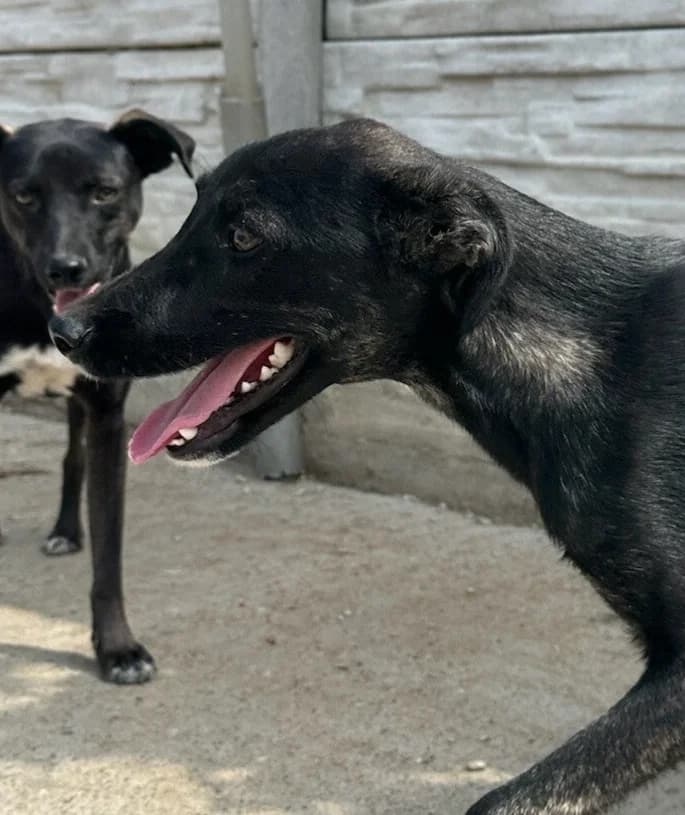 SONIC, male puppy Mixed Breed for adoption at Happy Dogs Forever, happy dogs forever