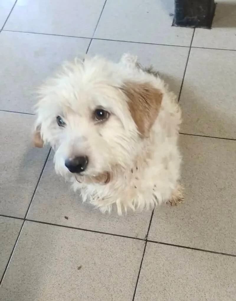 RALPH, puppy Mixed Breed for adoption at Happy Dogs Forever, happy dogs forever