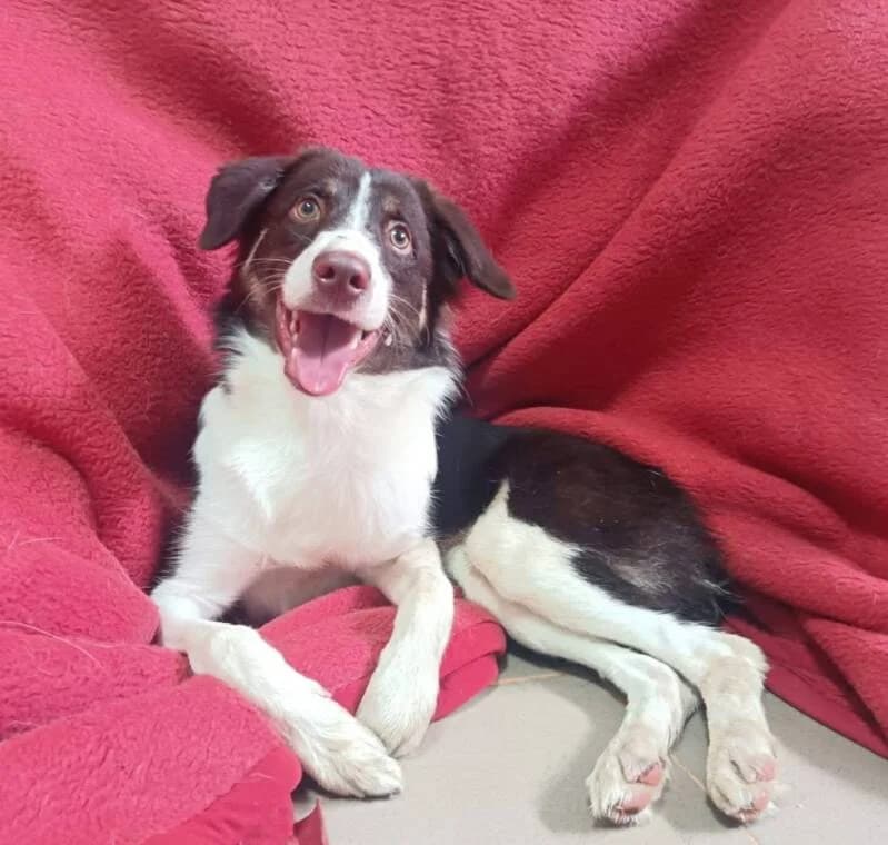 SPIROU, male young Mixed Breed for adoption at Happy Dogs Forever, happy dogs forever