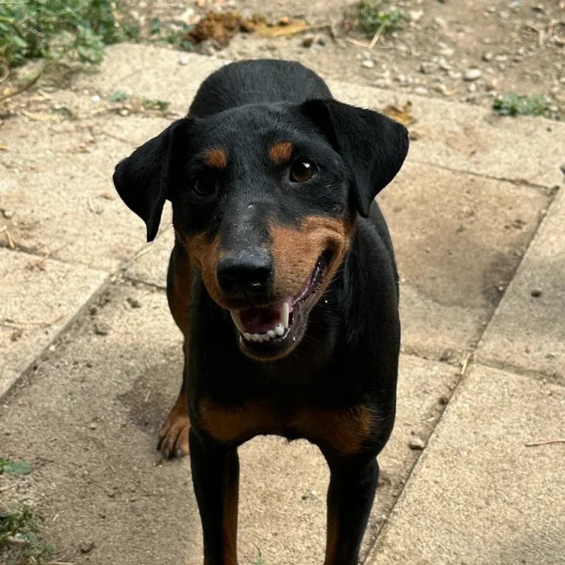 UMA, female young Mixed Breed for adoption at Happy Dogs Forever, happy dogs forever