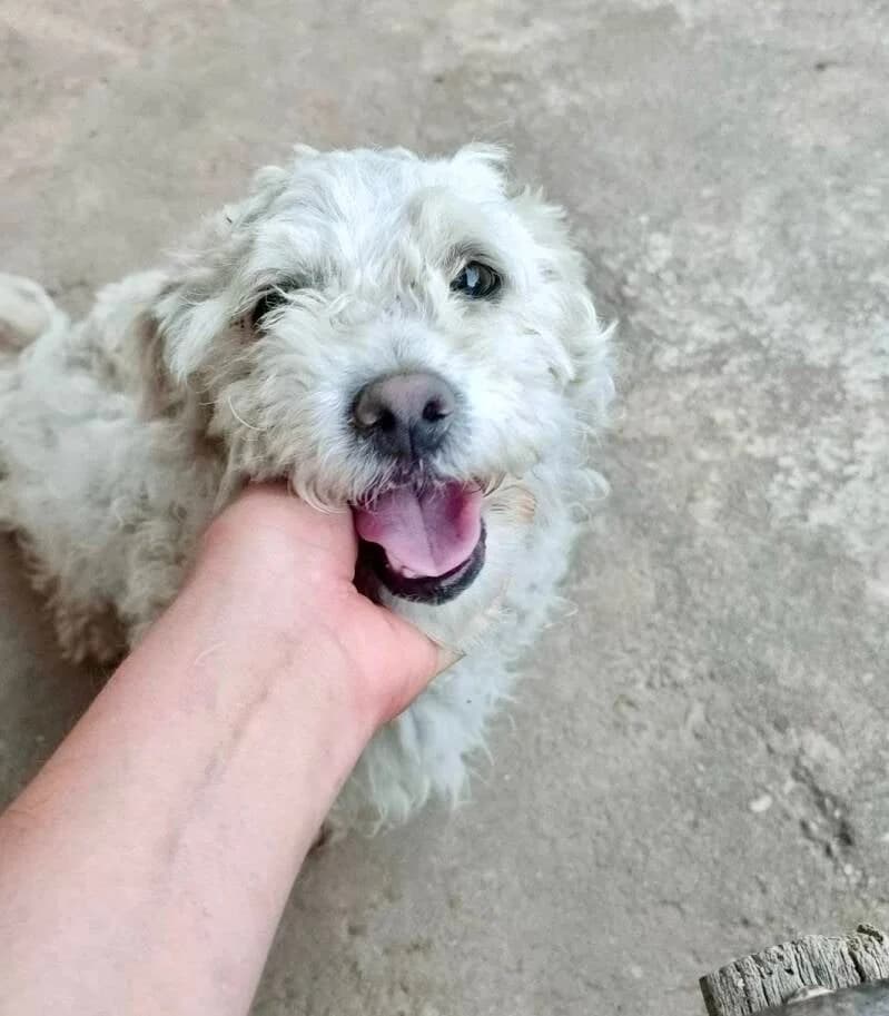 MONA, female senior Mixed Breed for adoption at Happy Dogs Forever, happy dogs forever