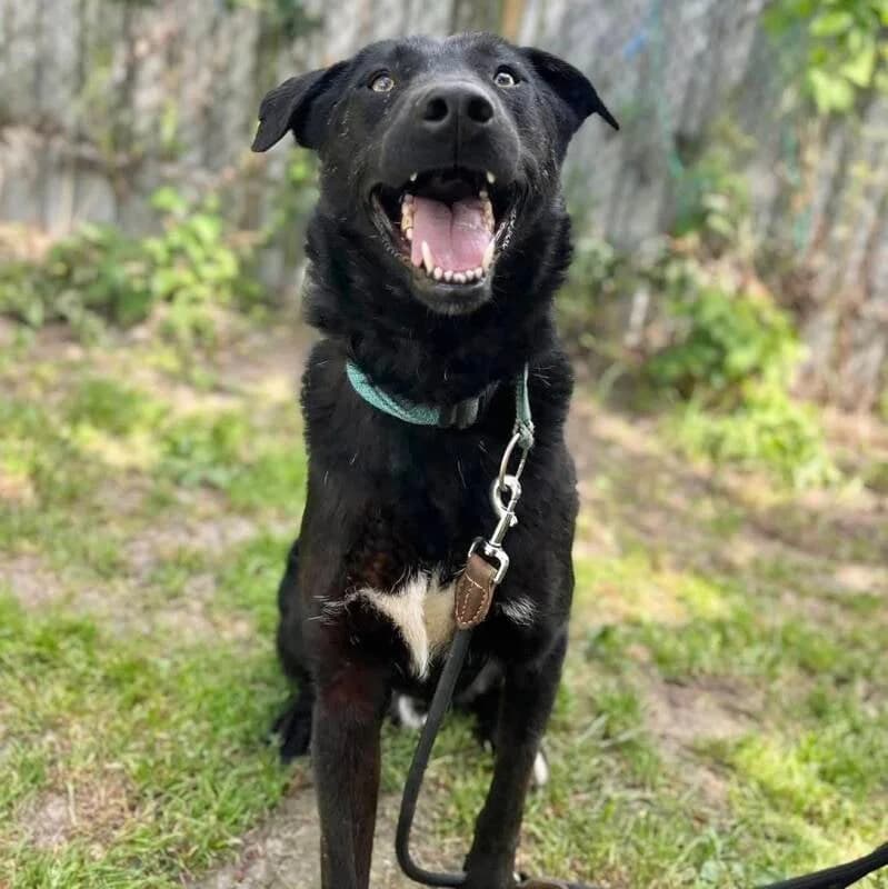SAïKO, female young Mixed Breed for adoption at Happy Dogs Forever, happy dogs forever