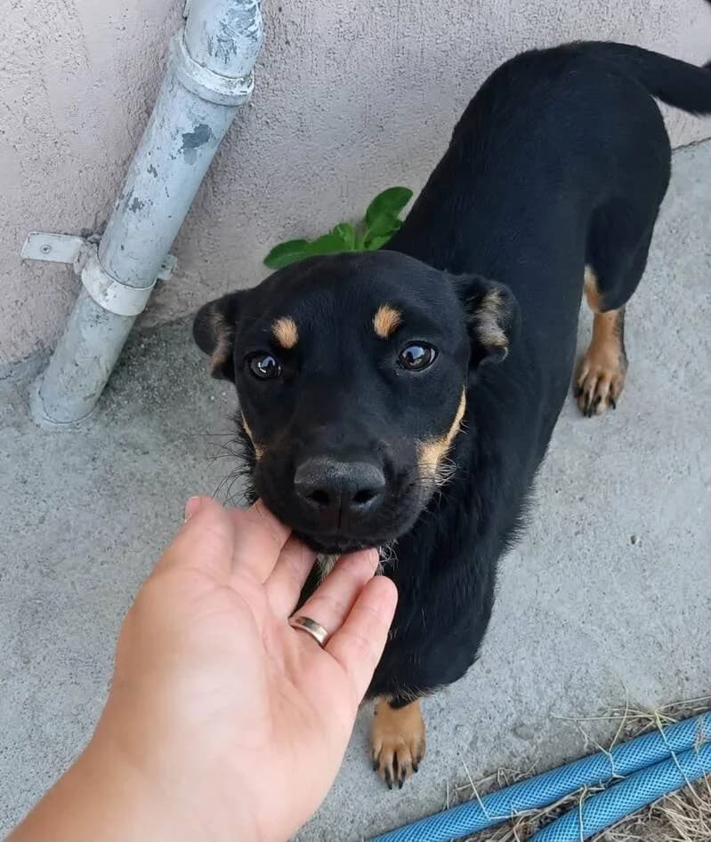 TOMMY, male Mixed Breed for adoption at Happy Dogs Forever, happy dogs forever