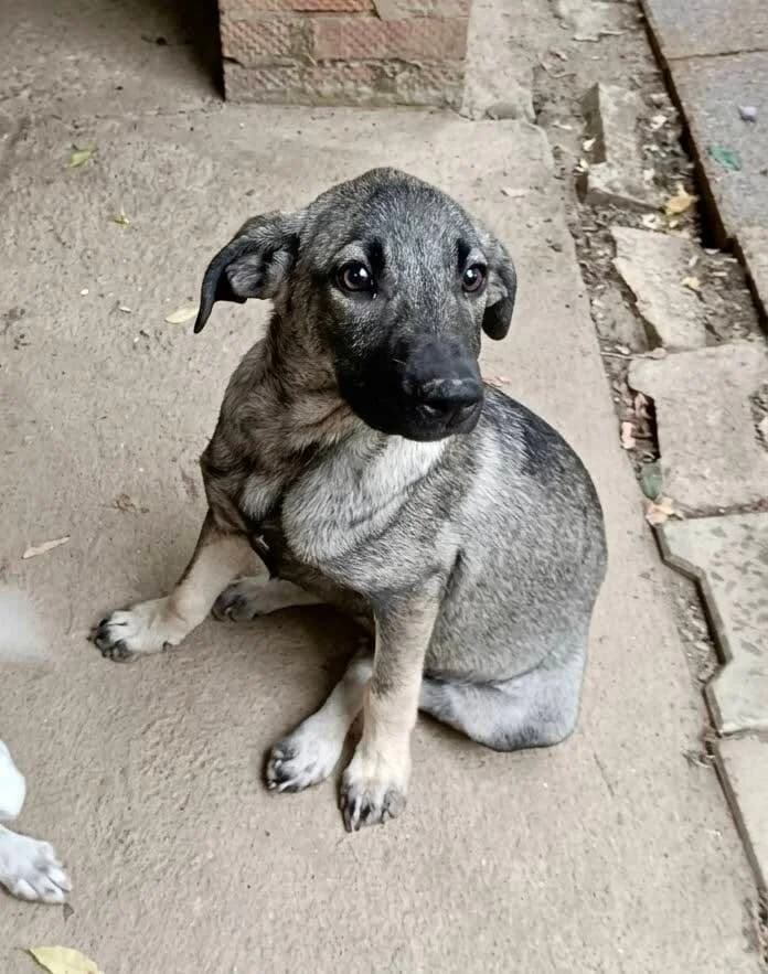 ASH, male puppy Mixed Breed for adoption at Happy Dogs Forever, happy dogs forever