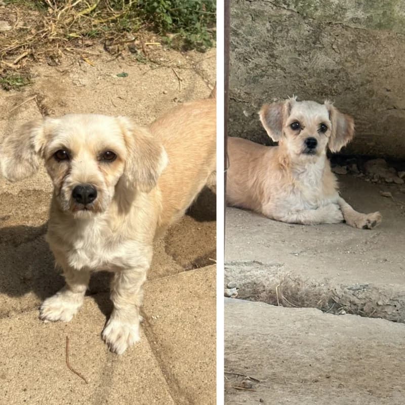 TAYA & INDIE, 3yo Mixed Breed for adoption at Happy Dogs Forever, happy dogs forever
