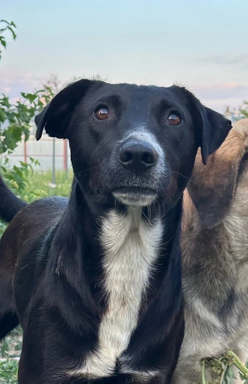 ALPHONSE, male puppy Mixed Breed for adoption at Happy Dogs Forever, happy dogs forever