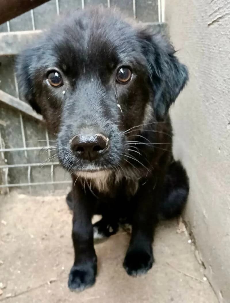 APPOLLON, male puppy Mixed Breed for adoption at Happy Dogs Forever, happy dogs forever