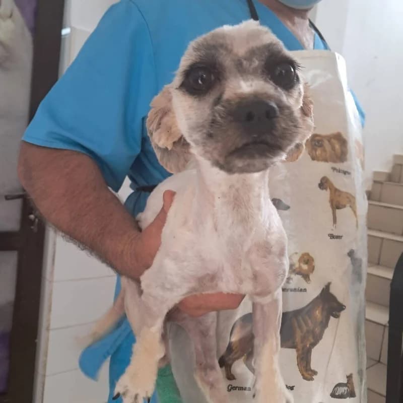 RYNA, puppy Mixed Breed for adoption at Happy Dogs Forever, happy dogs forever