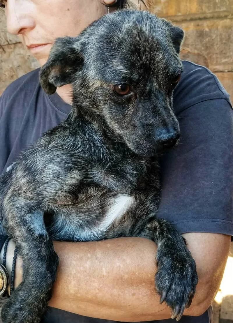 ELIO, male Mixed Breed for adoption at Happy Dogs Forever, happy dogs forever