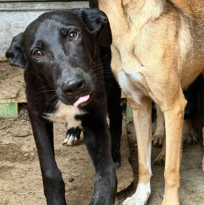 DEREK, male puppy Mixed Breed for adoption at Happy Dogs Forever, happy dogs forever