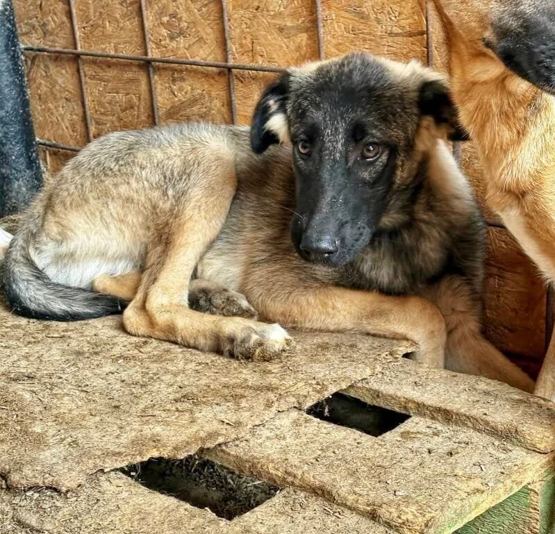 DINO, male puppy Mixed Breed for adoption at Happy Dogs Forever, happy dogs forever