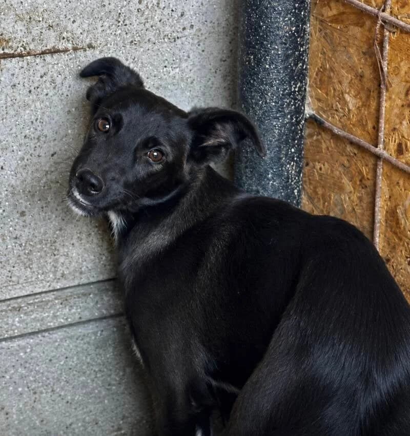 DANY, male puppy Mixed Breed for adoption at Happy Dogs Forever, happy dogs forever