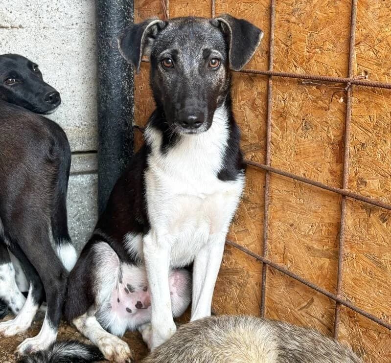 DENZEL, male puppy Mixed Breed for adoption at Happy Dogs Forever, happy dogs forever