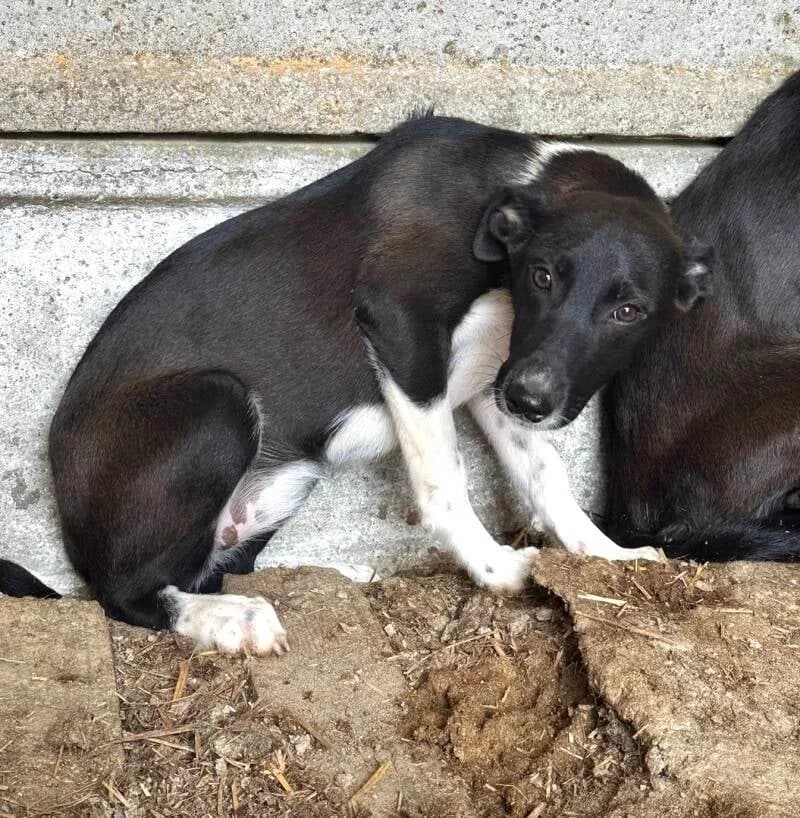 DOLIE, female puppy Mixed Breed for adoption at Happy Dogs Forever, happy dogs forever