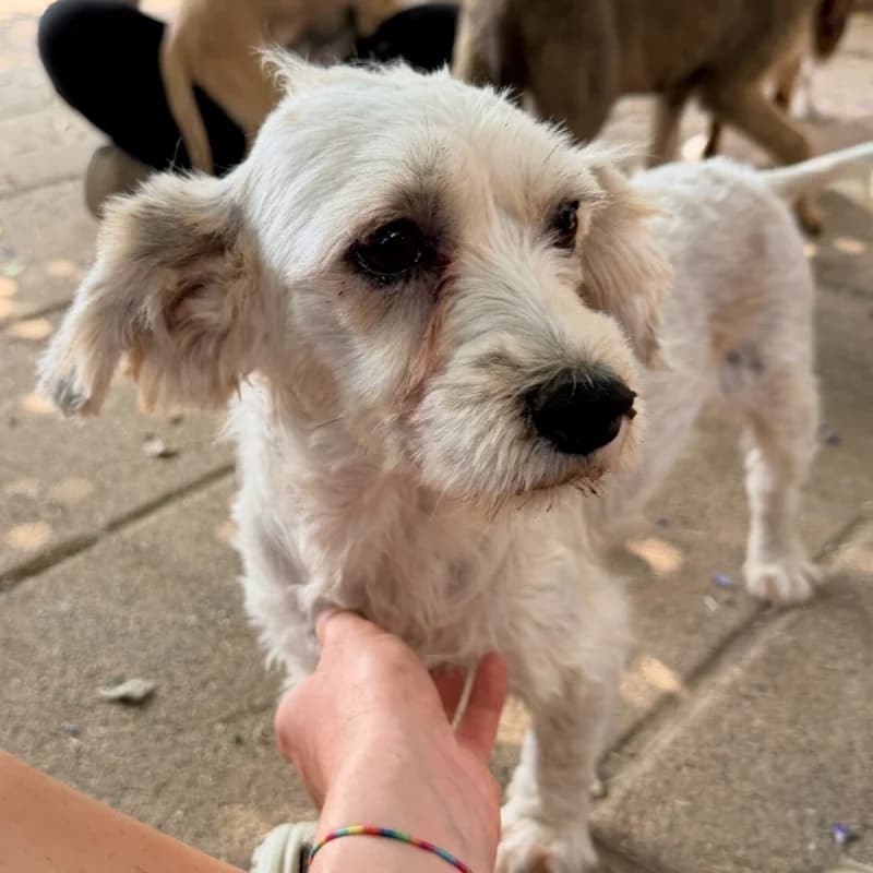 MADDY, female puppy Mixed Breed for adoption at Happy Dogs Forever, happy dogs forever
