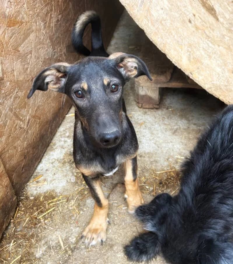 STITCH, male puppy Mixed Breed for adoption at Happy Dogs Forever, happy dogs forever
