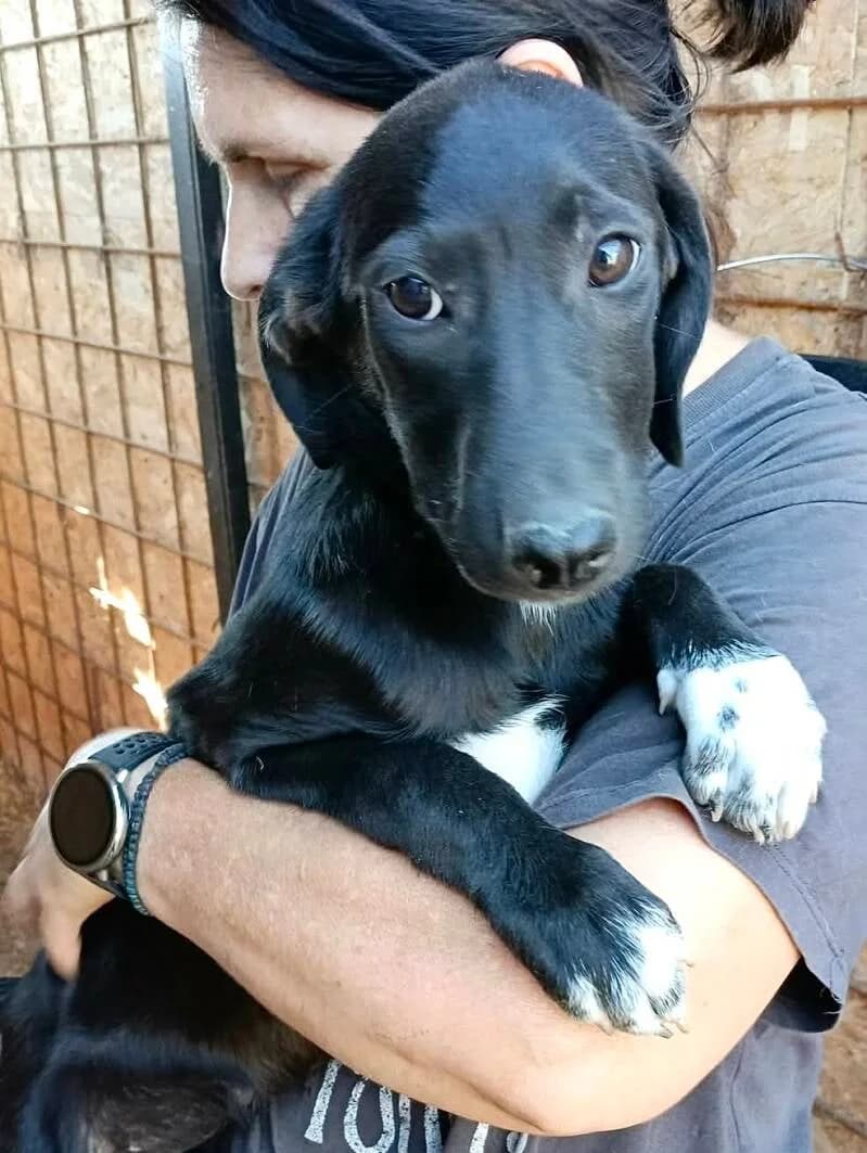 LILO, female puppy Mixed Breed for adoption at Happy Dogs Forever, happy dogs forever