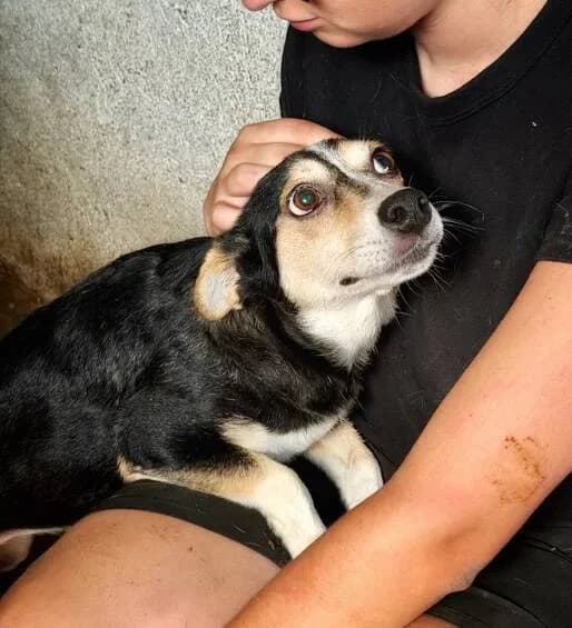 WENDY, female 5yo Mixed Breed for adoption at Happy Dogs Forever, happy dogs forever