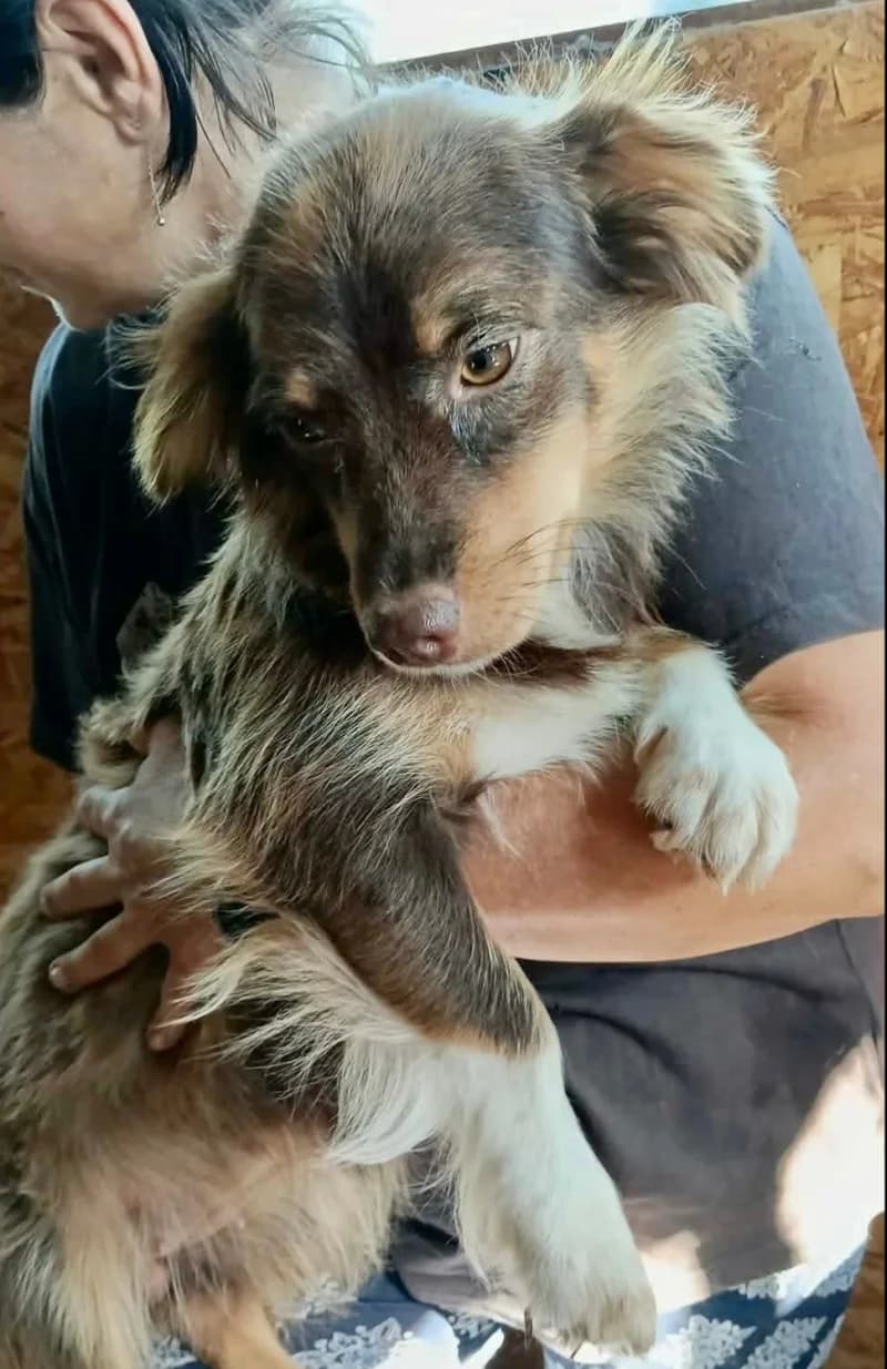 NOISETTE, female young Mixed Breed for adoption at Happy Dogs Forever, happy dogs forever