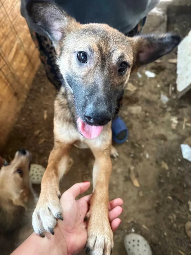 DJANGO, male puppy Mixed Breed for adoption at Happy Dogs Forever, happy dogs forever