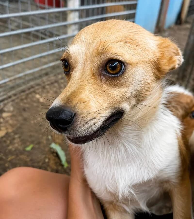 JUNA, female young Mixed Breed for adoption at Happy Dogs Forever, happy dogs forever