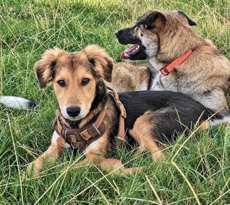 CHARLIE, male puppy Mixed Breed for adoption at Happy Dogs Forever, happy dogs forever