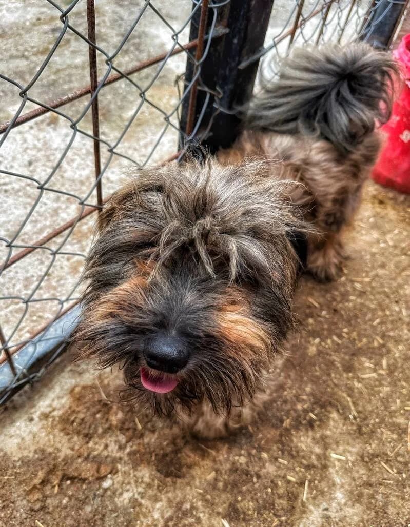 MIKE, male puppy Mixed Breed for adoption at Happy Dogs Forever, happy dogs forever