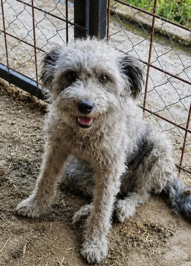 MILA, female 5yo Mixed Breed for adoption at Happy Dogs Forever, happy dogs forever