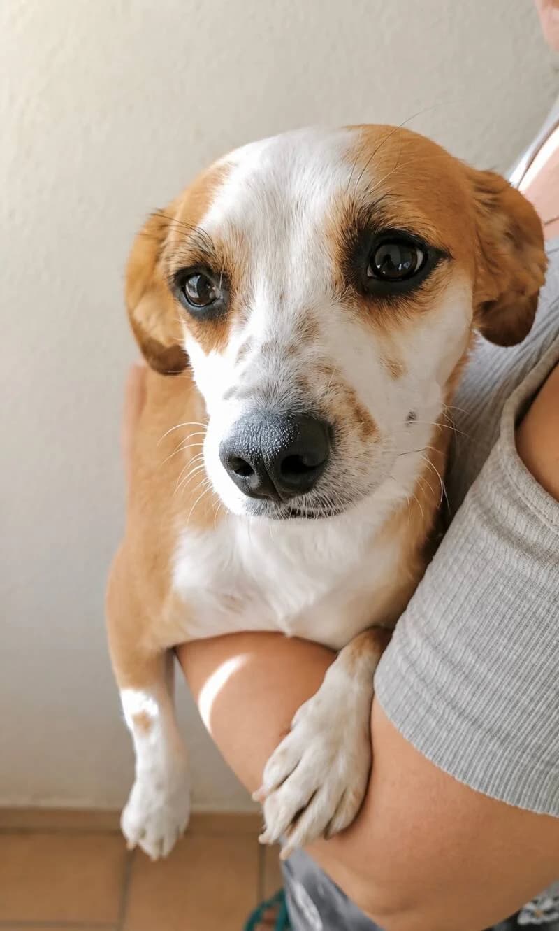 TOUPIE, female young Mixed Breed for adoption at Happy Dogs Forever, happy dogs forever
